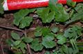 قدح مریم جاوه ای